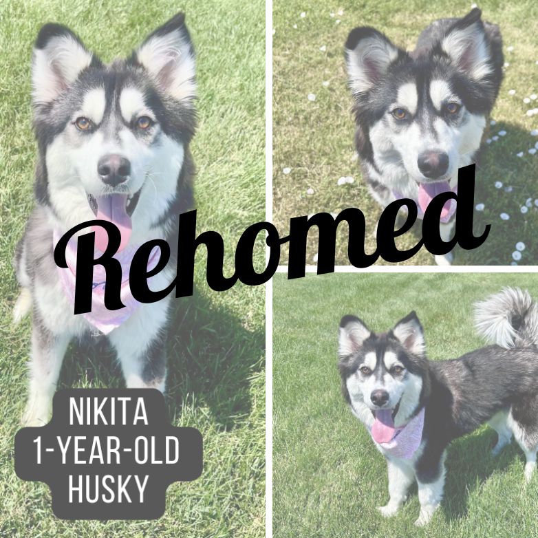 Rehomed dog named Nikita.